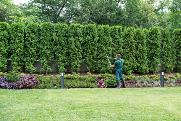 Emergency Storm Tree Removal in Bellville, OH